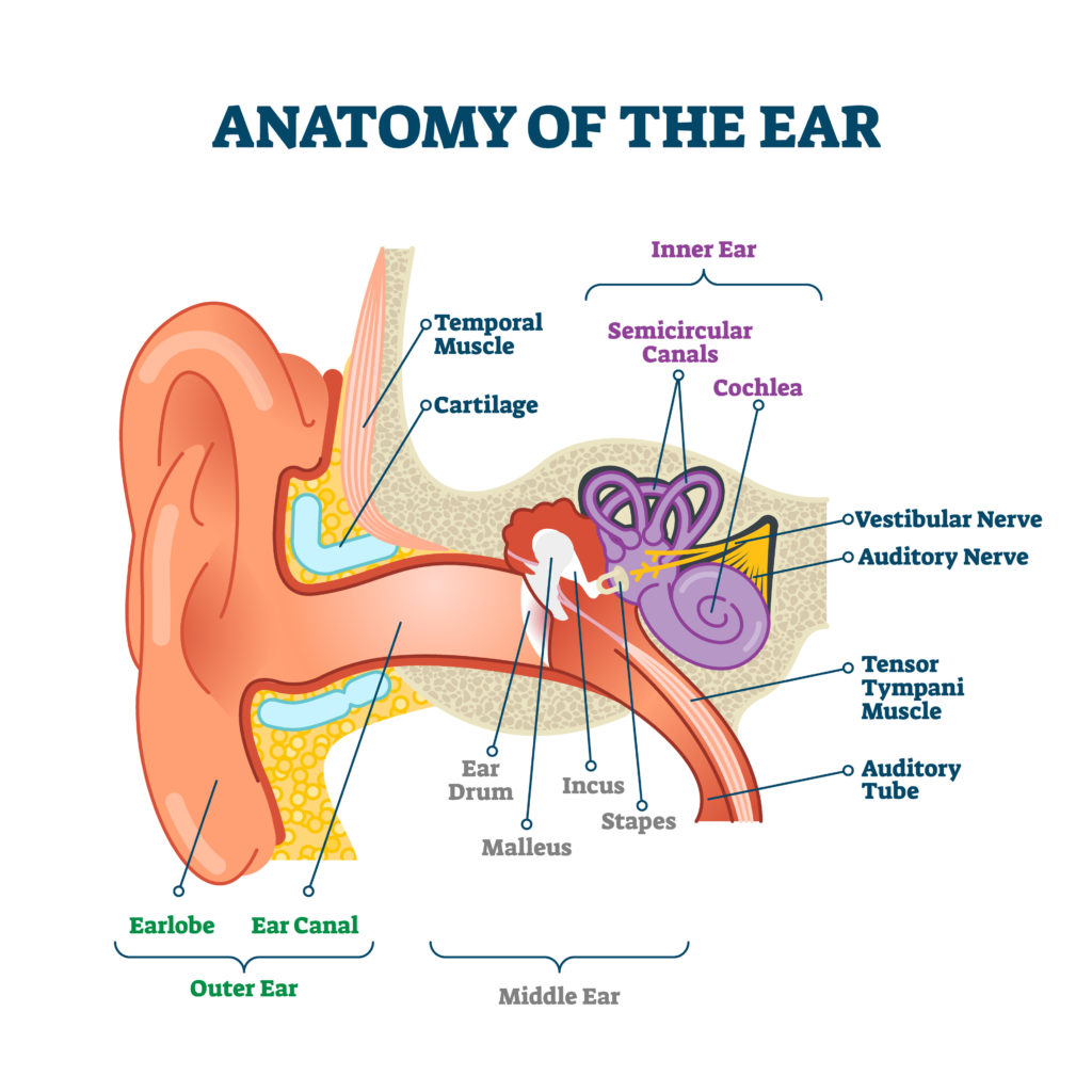 Anatomy of the ear diagram