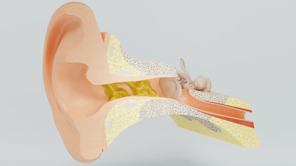 Graphic diagram of the inside of an ear.